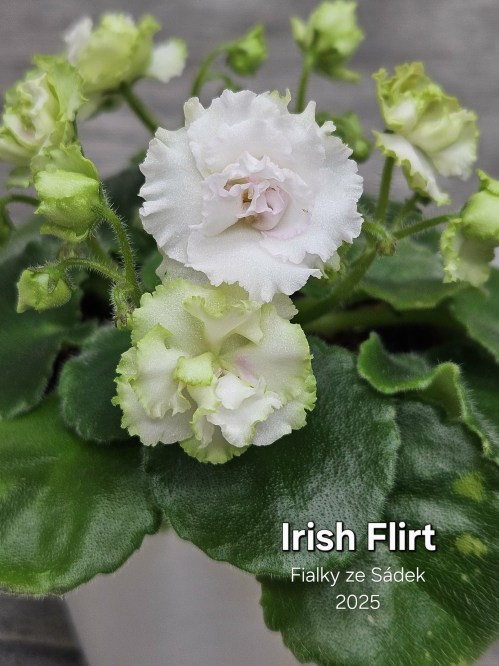 Irish Flirt