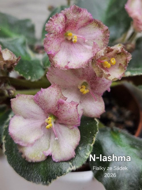 N-Iashma