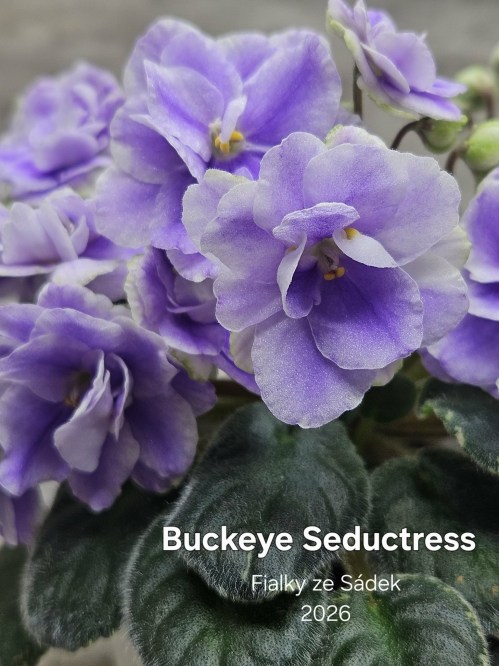 Buckeye Seductress