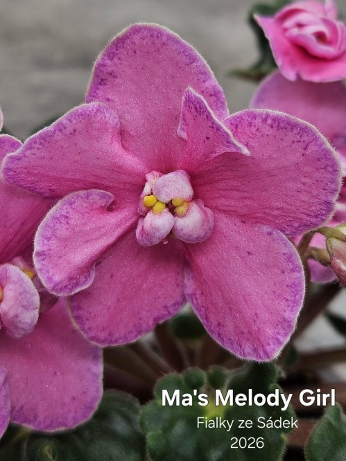 Ma's Melody Girl