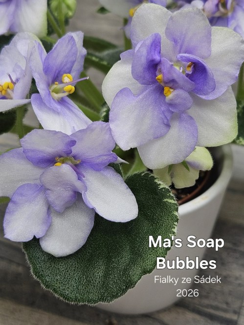Ma's Soap Bubbles
