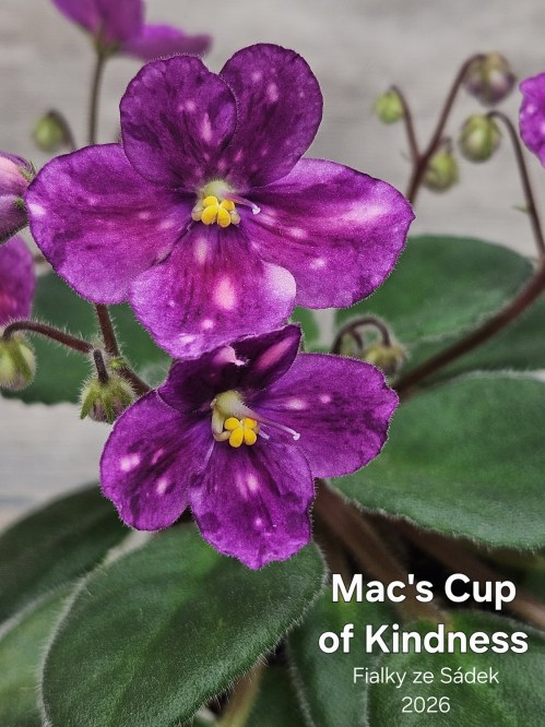 Mac's Cup of Kindness