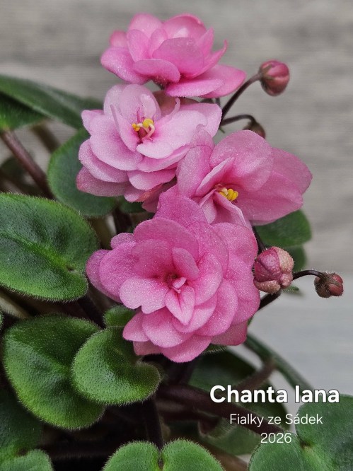 Chanta Iana