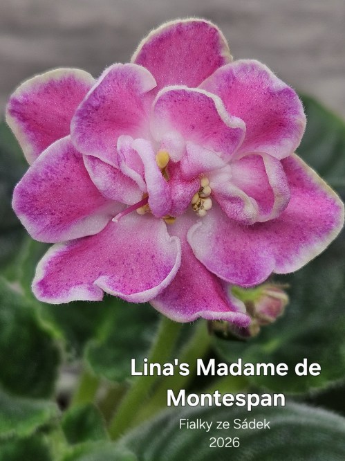Lina's Madame de Montespan