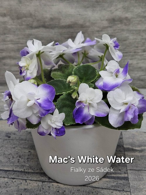 Mac's White Water