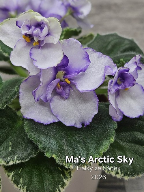 Ma's Arctic Sky