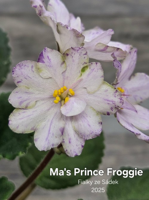 Ma's Prince Froggie