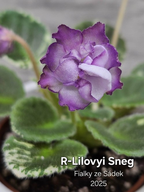 R-Lilovyi Sneg