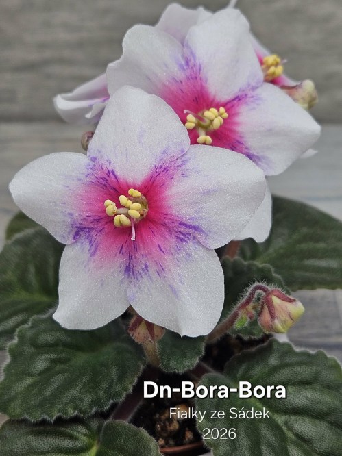 Dn-Bora-Bora