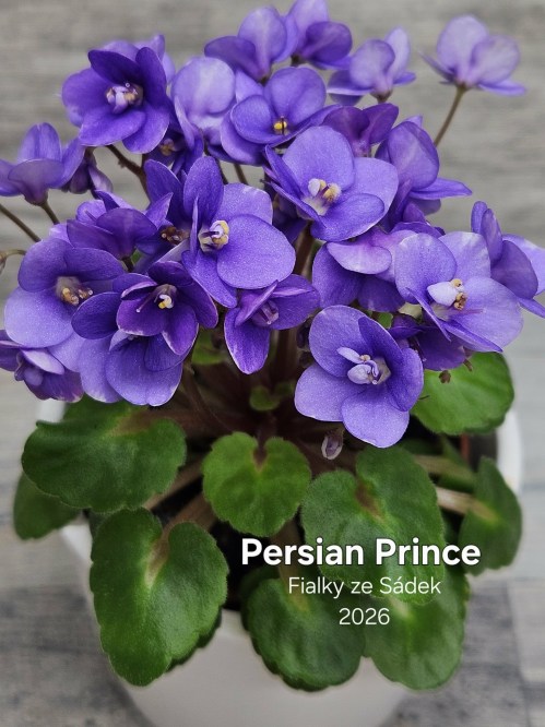 Persian Prince