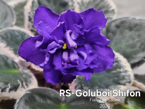 RS-Goluboi Shifon