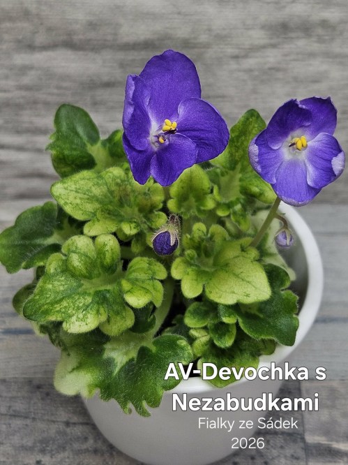AV-Devochka s Nezabudkami