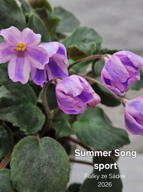 Summer Song sport
