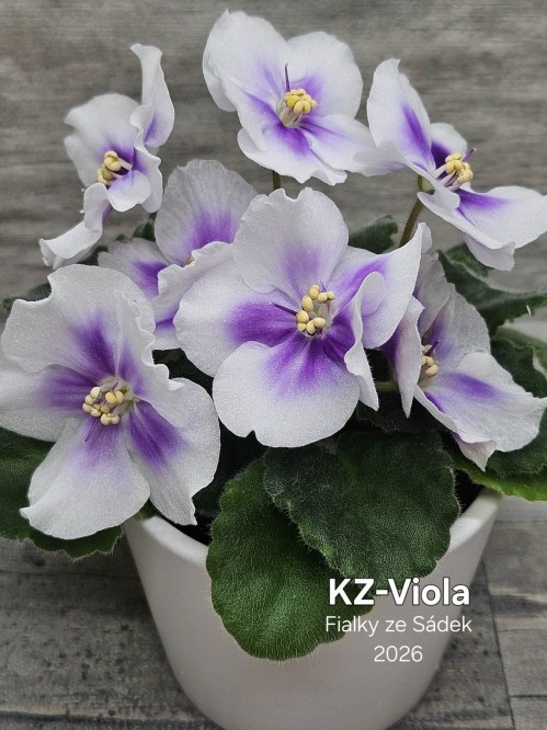 KZ-Viola