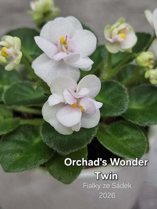 Orchad's Wonder Twin
