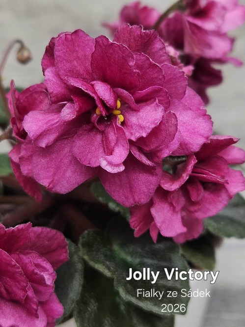 Jolly Victory