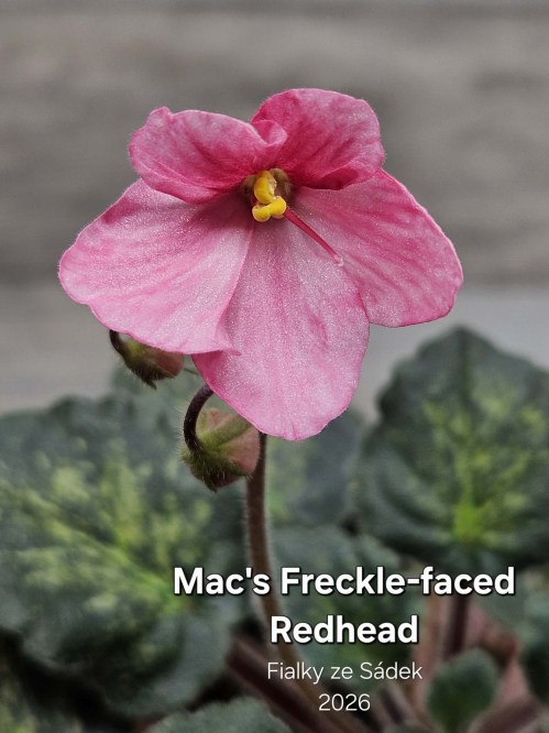 Mac's Freckle-faced Redhead