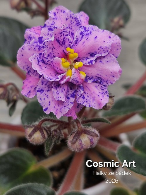Cosmic Art