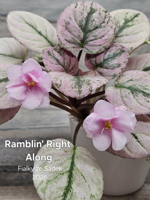Ramblin' Right Along