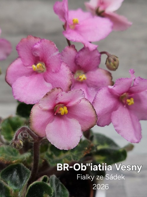 BR-Ob''iatiia Vesny