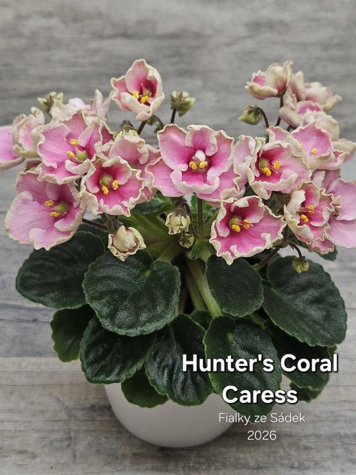 Hunter's Coral Caress