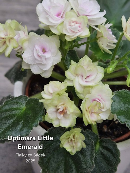 Optimara Little Emerald