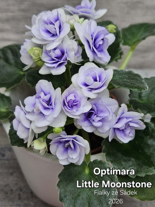Optimara Little Moonstone