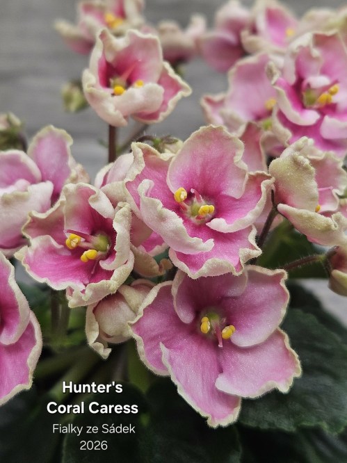 Hunter's Coral Caress