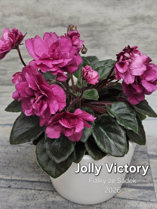 Jolly Victory
