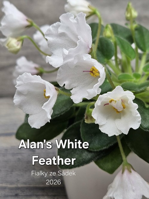 Alan's White Feather