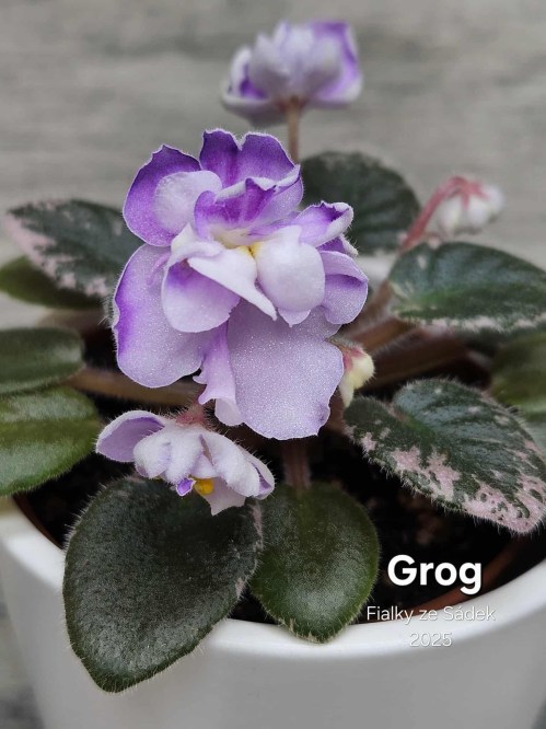 Grog