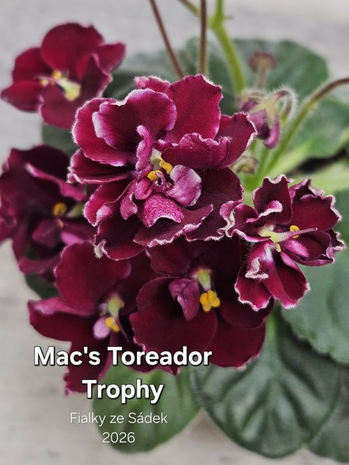 Mac's Toreador Trophy