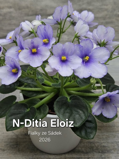 N-Ditia Eloiz