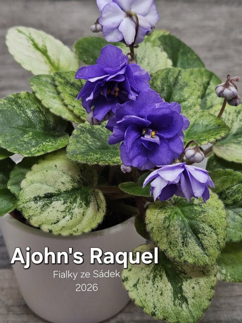 Ajohn's Raquel